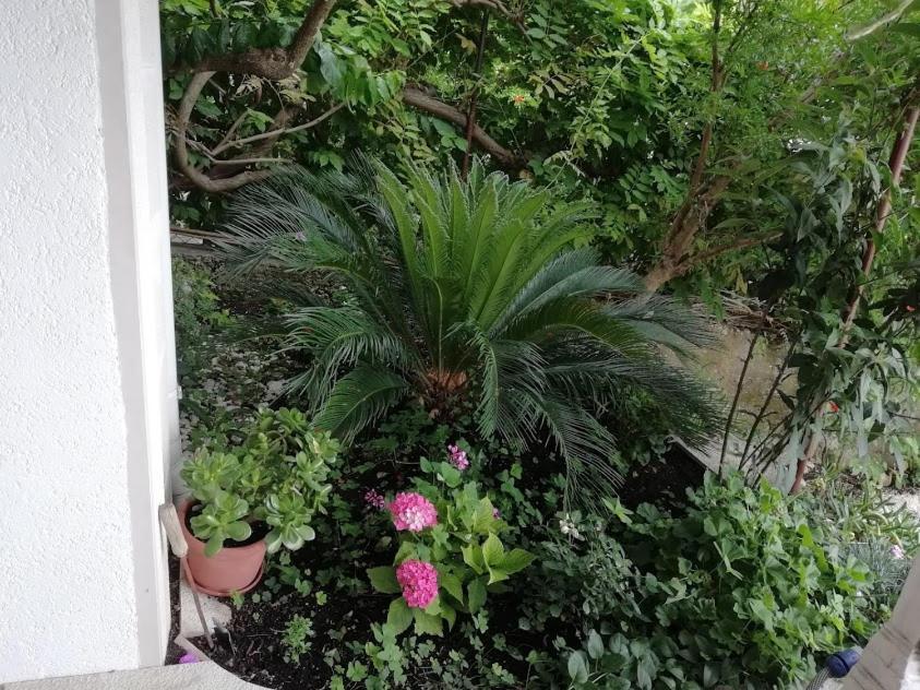 Apartmani Miki Podgora Kültér fotó